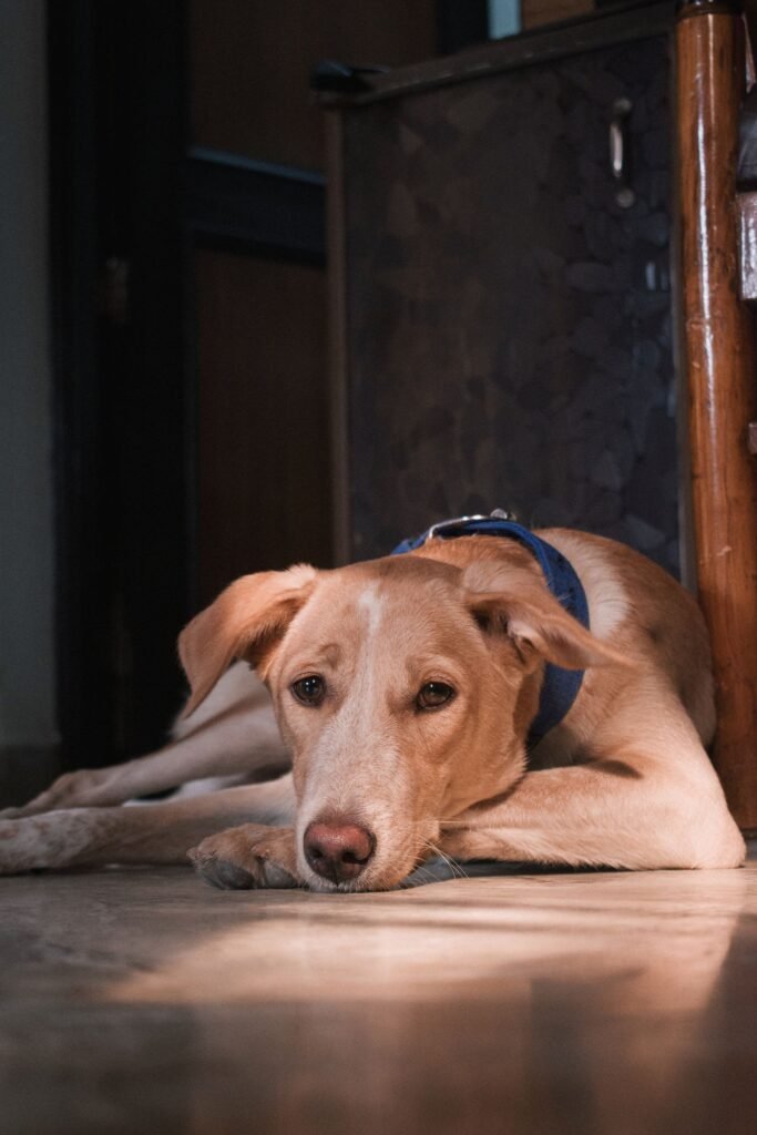 Relaxed dog lying calmly on the floor in a sunlit room