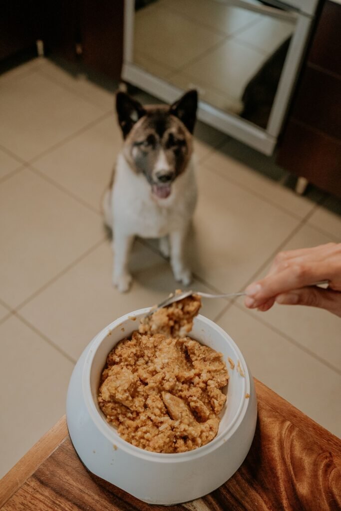 Dog waiting for its meal in the kitchen