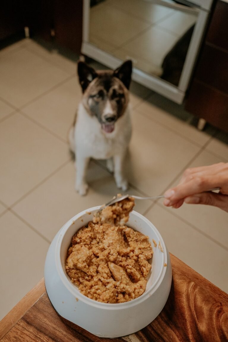 Dog waiting for its meal in the kitchen