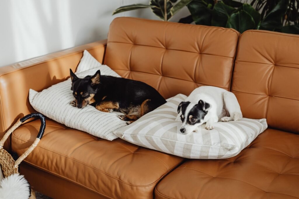 Two dogs relaxing on pillows on a sofa