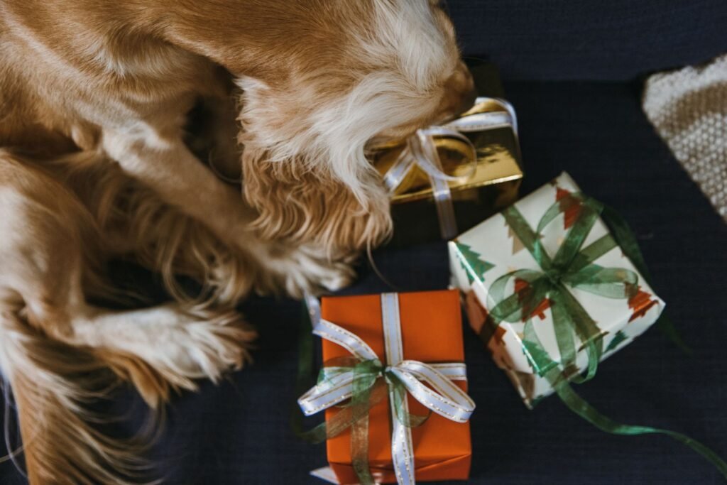 Golden retriever sniffing wrapped gifts