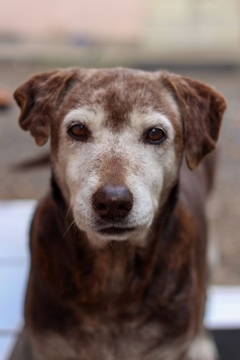 Portrait of an elderly Labrador Retriever