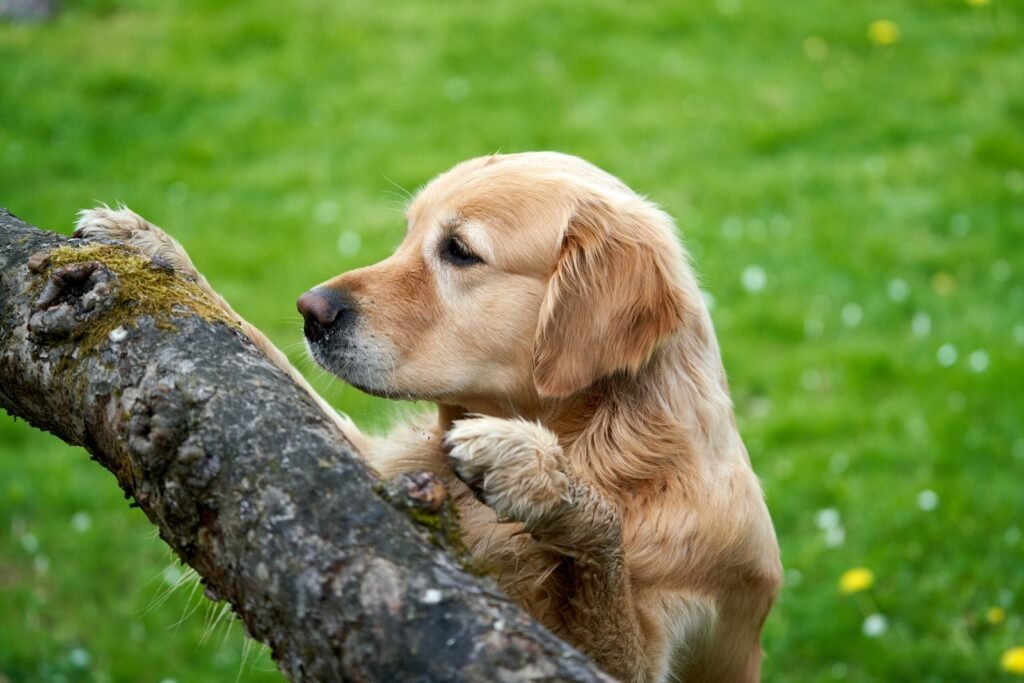 Golden retriever puppy sniffing out a hidden treat
