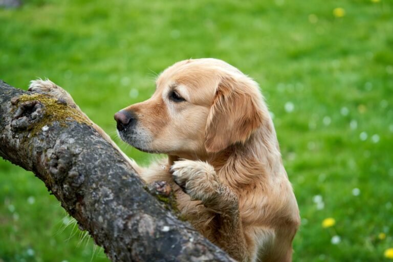 Golden retriever puppy sniffing out a hidden treat