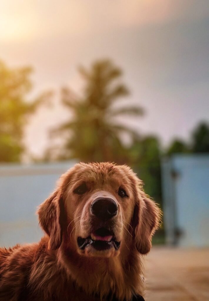 Happy golden retriever outdoors in warm golden sunset light