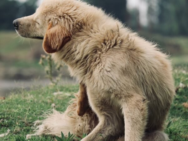 Golden retriever scratching itself in a green meadow