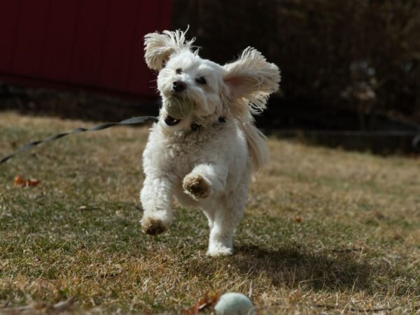 White dog running across a field with a ball in its mouth