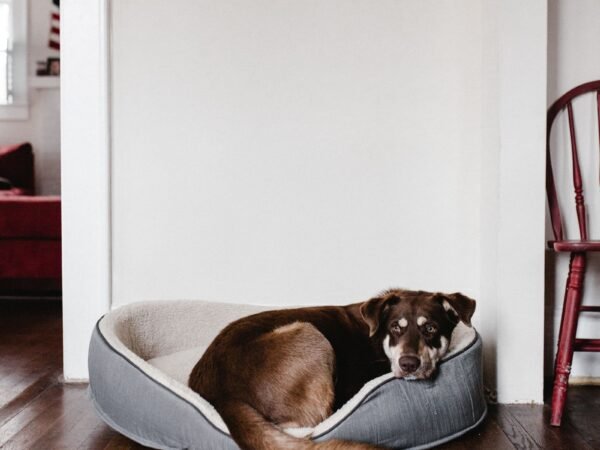 Brown dog resting in a cozy pet bed on a hardwood floor