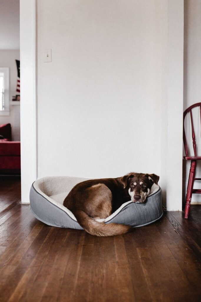 Brown dog resting in a cozy pet bed on a hardwood floor