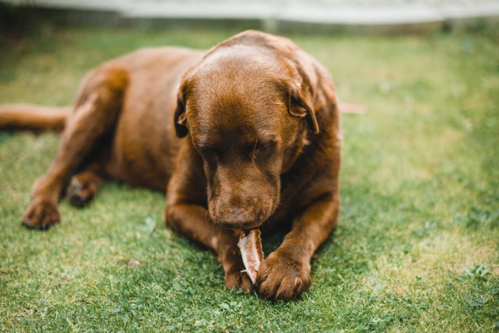 Chocolate Labrador chewing a bone on the grass