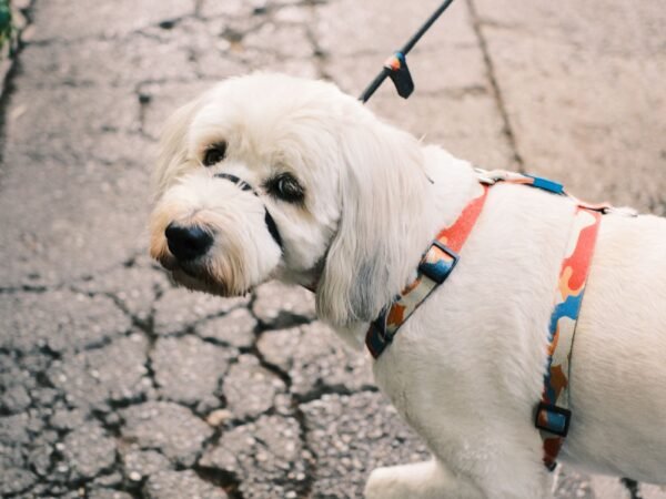 White dog in a colorful harness on a leash