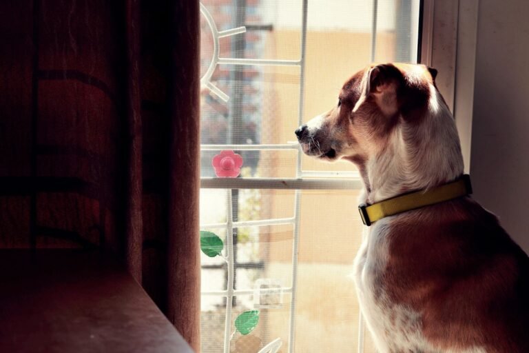 Dog with a yellow collar looking out a window at home