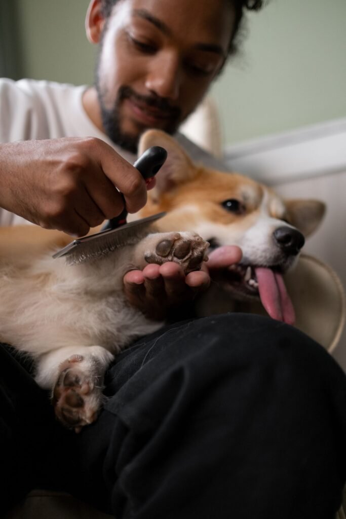 Man brushing a relaxed Corgi