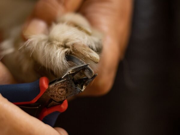 Close-up of a dog nail being trimmed