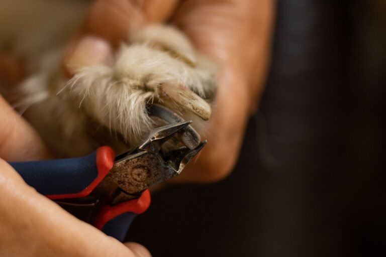Close-up of a dog nail being trimmed