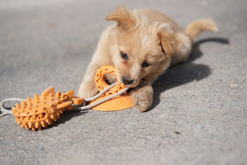 Puppy biting an orange rubber chew toy outdoors