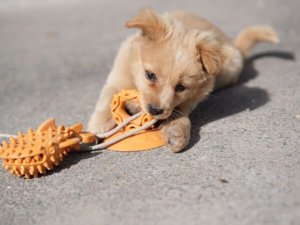Puppy biting an orange rubber chew toy outdoors