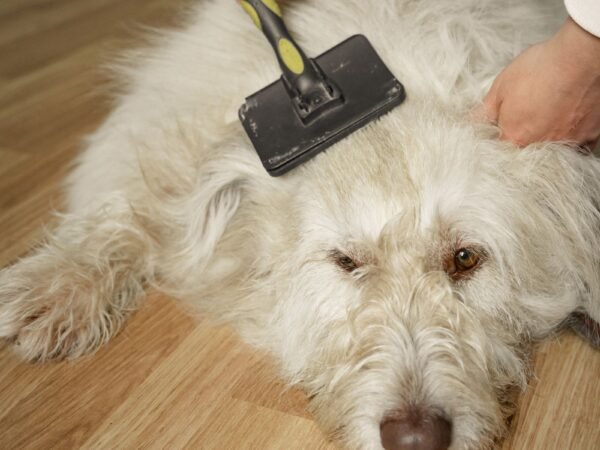 Grooming brush working through a fluffy white dog coat