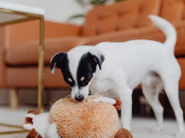 Jack Russell Terrier playing with a plush toy