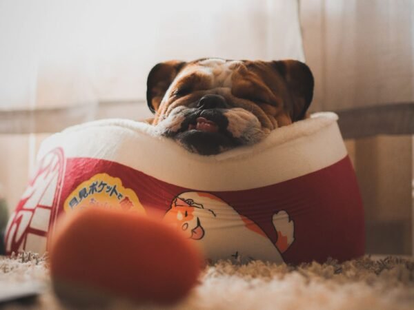 English bulldog sleeping in a cushioned dog bed