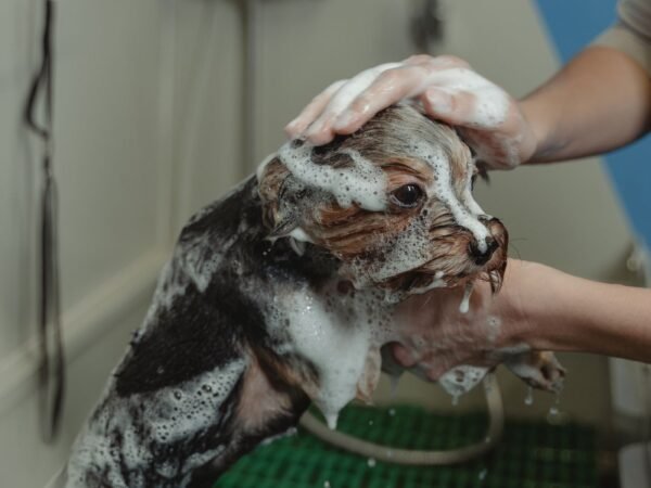 Small dog being bathed with shampoo