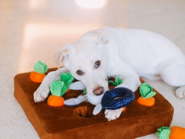 White dog lying on a plush carrot toy mat