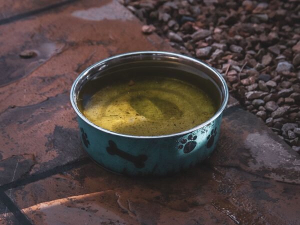 Dog bowl filled with water outdoors
