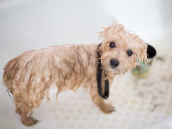 Wet puppy in a bathtub during bath time