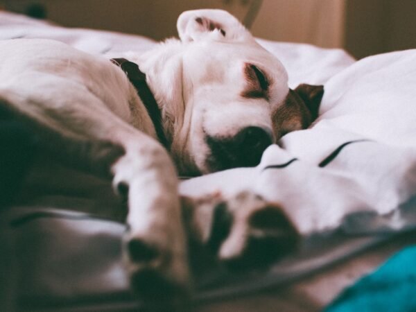 Jack Russell Terrier sleeping on a soft bed