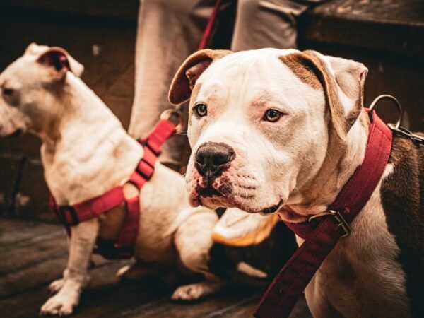 Two bulldogs wearing red harnesses outdoors