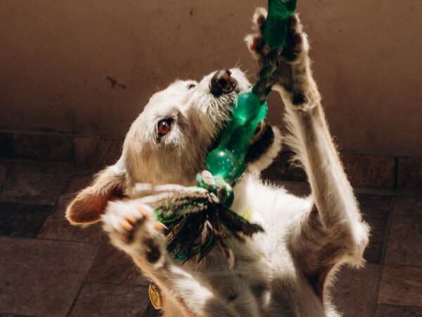 Dog playing tug-of-war with a rope toy indoors