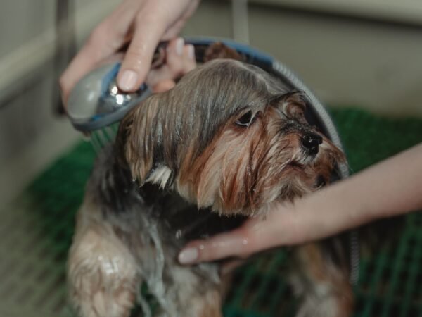 Small dog being showered during grooming